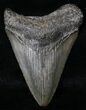 Juvenile Megalodon Tooth - South Carolina #18486-1